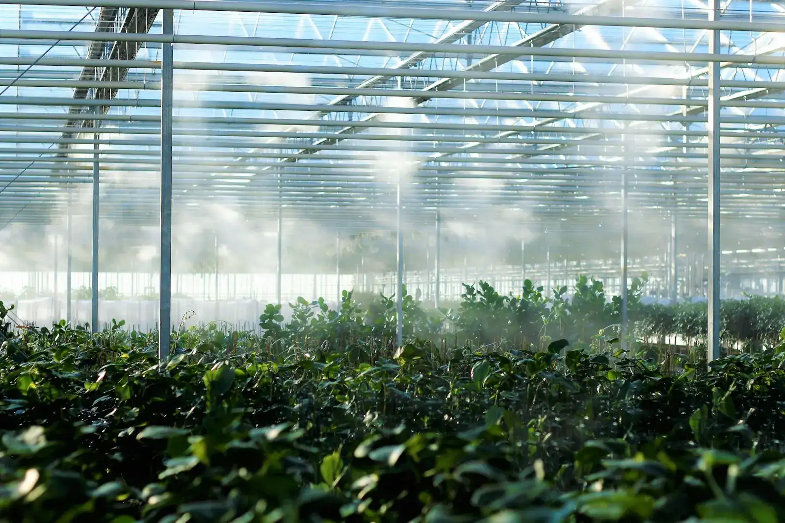 Misted rows of plants inside a large commercial greenhouse