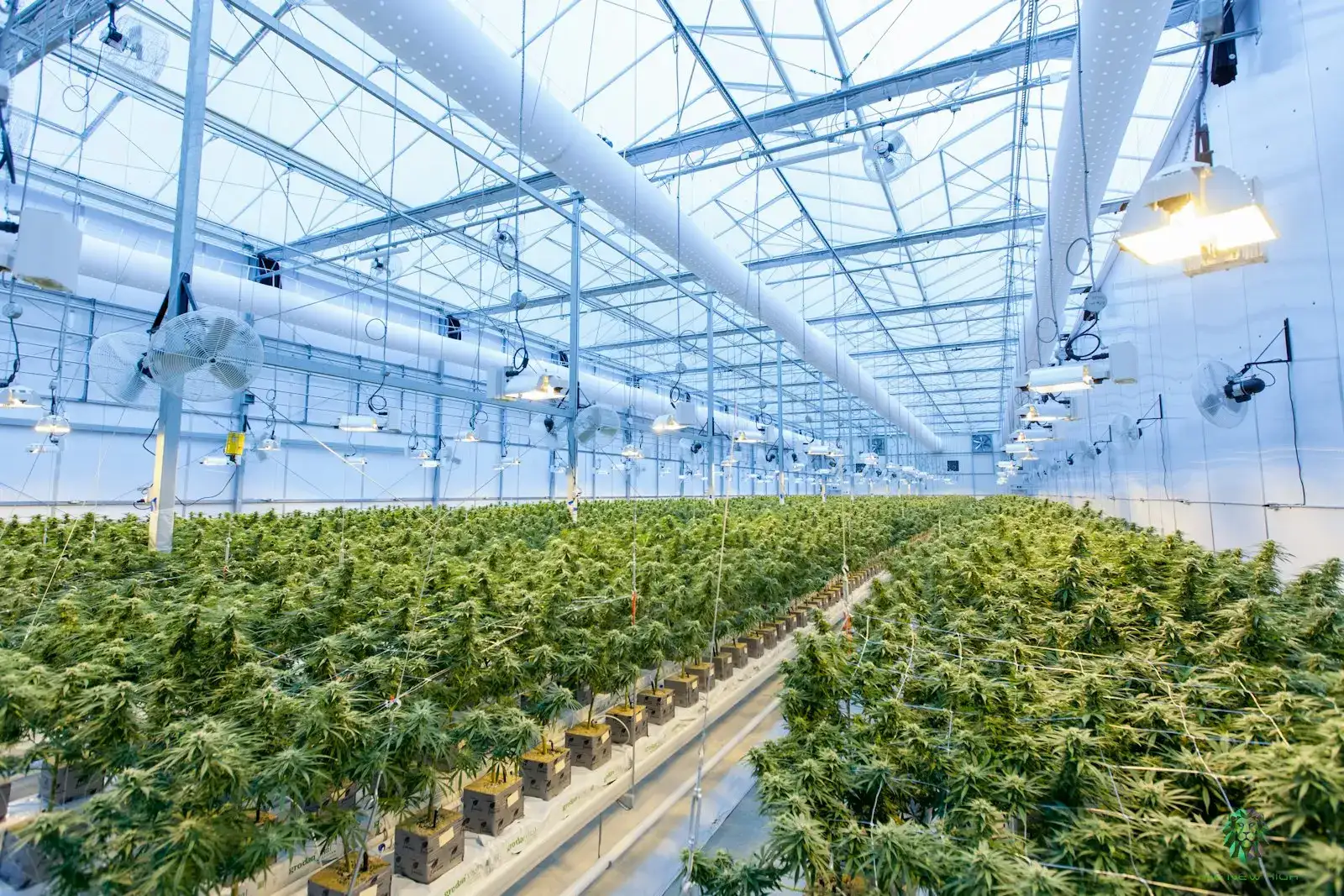Cannabis plants growing under supplemental lights in a large commercial greenhouse