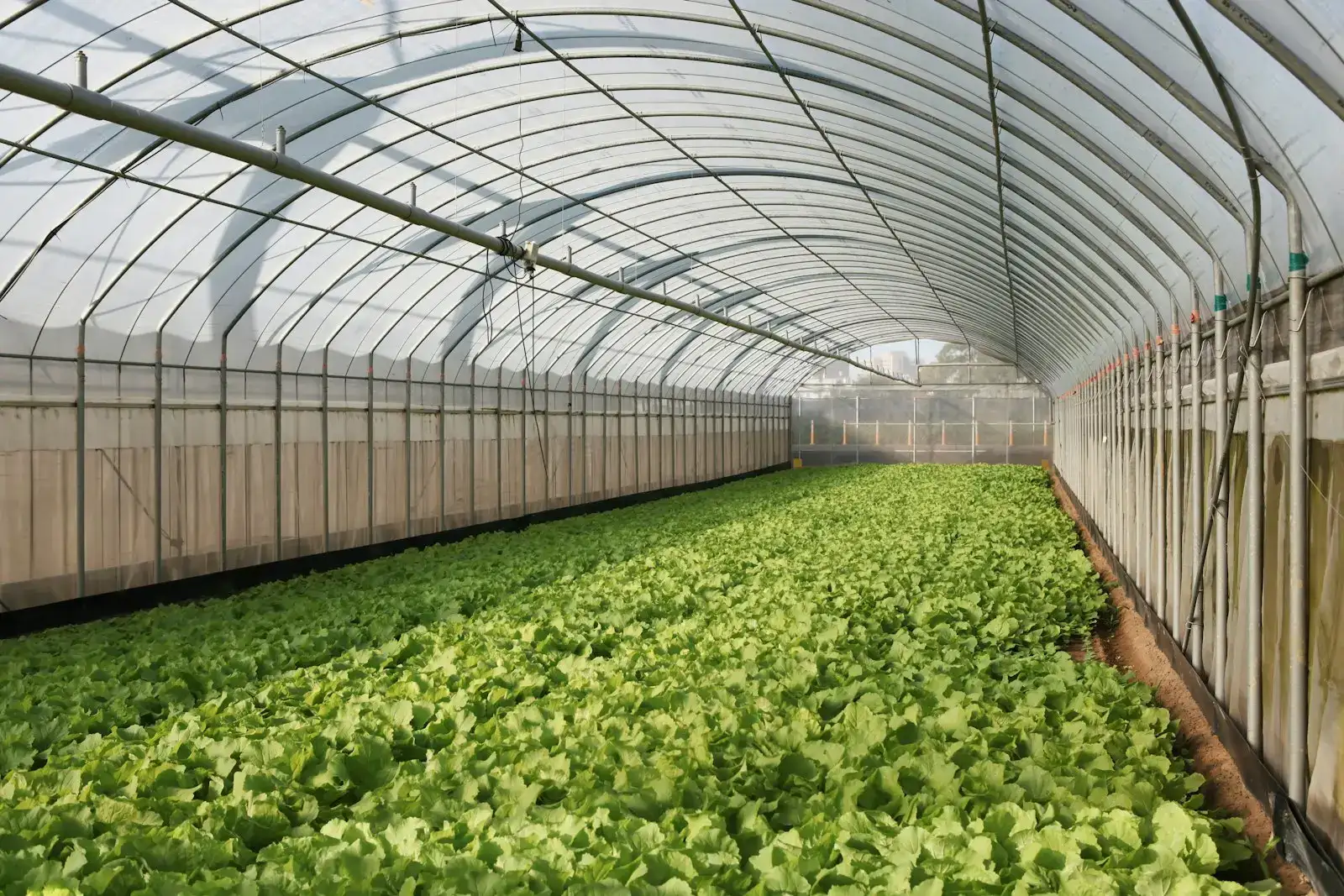 Leafy vegetables growing in a hoop greenhouse